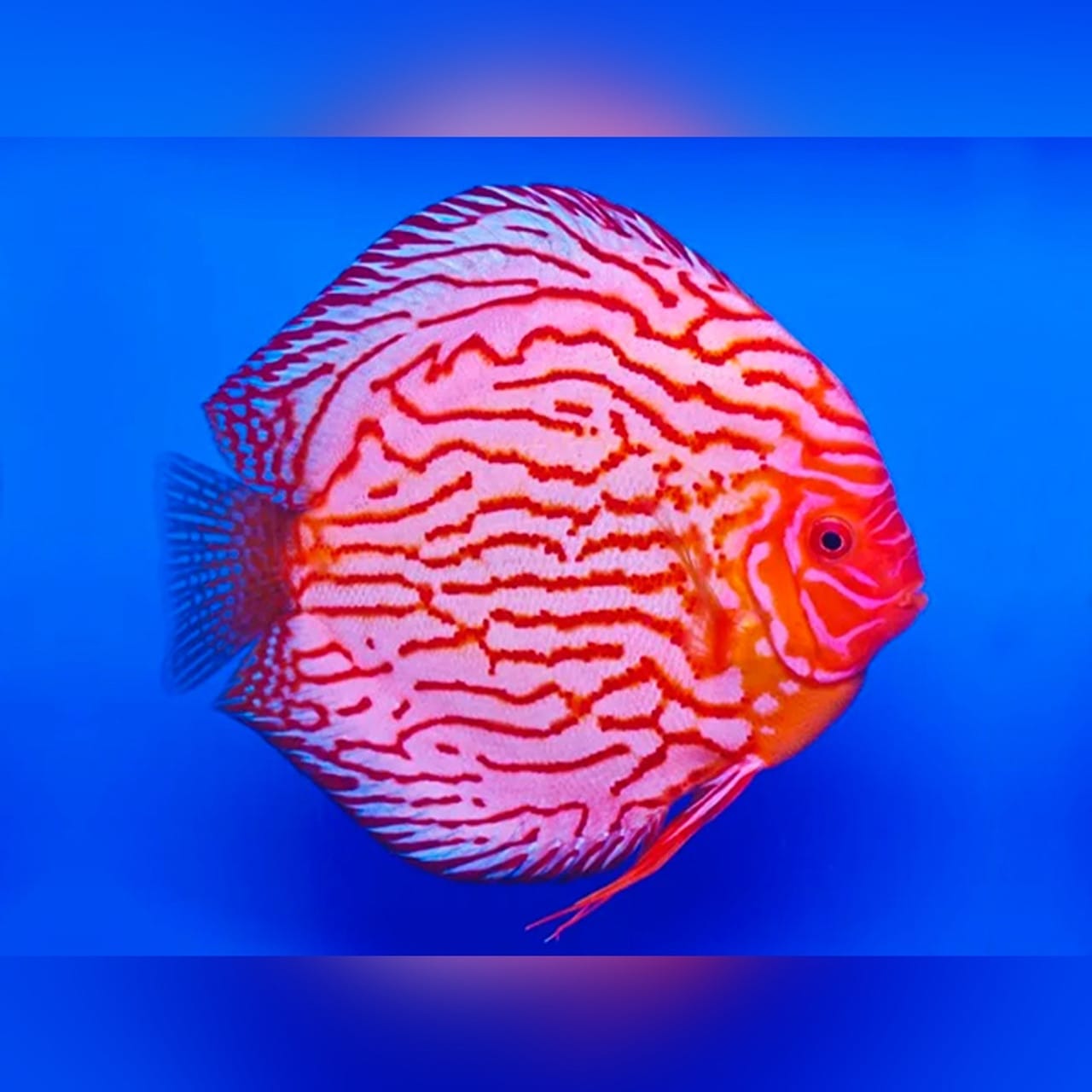 PIGEON BLOOD Discus